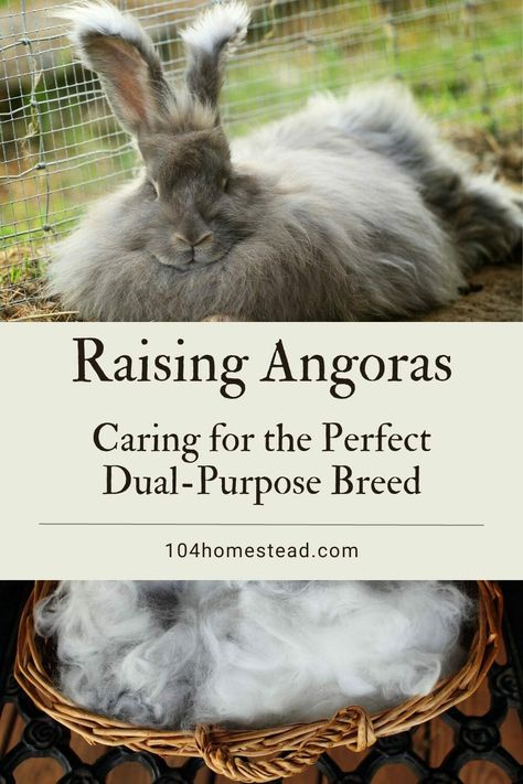 Angoras are known for their wool. They’re also raised for meat and companionship. Learn how to care for these fabulous fiber rabbits. Raising Angora Rabbits For Fiber, Giant Angora Rabbit, Raising Rabbits For Fertilizer, How To Raise Meat Rabbits, Rabbit Pelt Uses, Angora Rabbit Wool, Rabbit Entertainment Ideas, How To Care For Rabbits, Meat Rabbits Housing