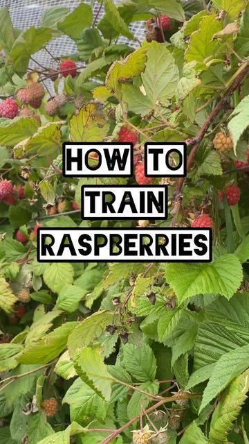 Good Life Permaculture: Hannah Moloney on Instagram: "I’m a massive fan of garden hacks that make life easier by needing less time and resources for things to thrive. Like this simple method of keeping my raspberry canes off the ground. I just plait them (exactly like hair), this keeps them standing tall. I’ve also got a couple of lines of wire for them to slump over - as they get mighty heavy with leaf and fruit on them. The only other bit of infrastructure we have is some basic poly pipe h Raspberry Growing Tips, How To Propagate Raspberry Bushes, How To Stake Raspberry Bushes, Raspberry Bush Supports, When To Transplant Raspberry Plants, Raspberry Canes, Raspberry Plants, Raspberry Fruit, Summer Plants