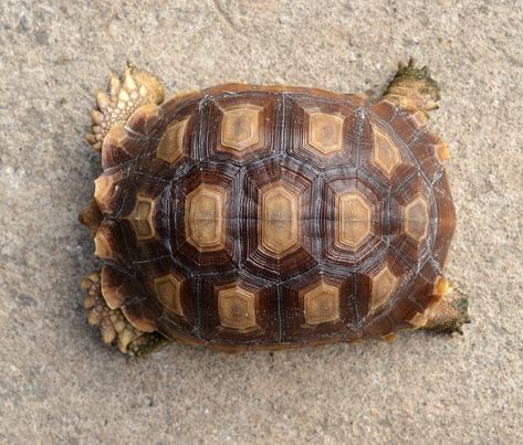 It's delicate and beautiful, and it's not a suit of armor. Turtle Images, Animal Body Parts, Tortoise Turtle, Turtle Love, Texture Inspiration, Cross Hatching, Turtle Shell, Reptiles Pet, Cute Turtles