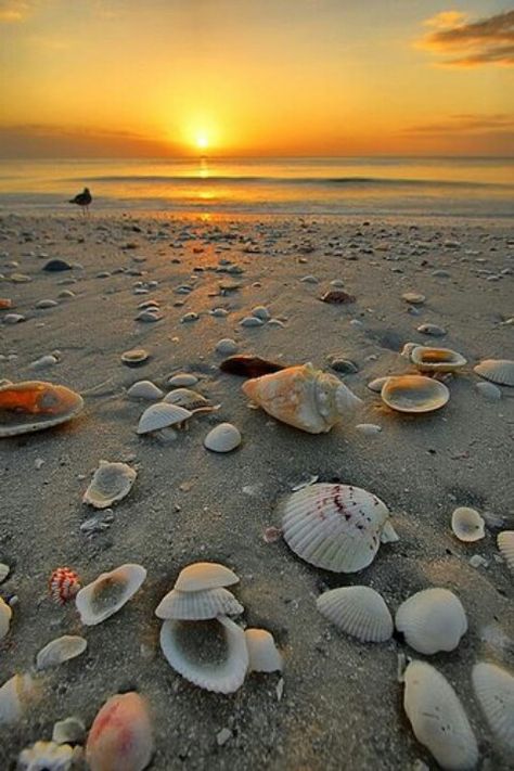 Amandine Seashells On The Beach, Marco Island Beach, I Love The Beach, Marco Island, Sanibel Island, Jolie Photo, Alam Yang Indah, Survival Kit, Ocean Beach