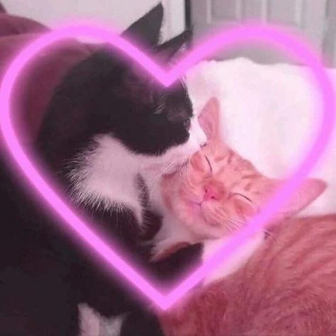 Cats In Love, Cat Couple, Image Nature, Make Your Own Stickers, Tag Your Friends, Cat Aesthetic, Oui Oui, Silly Cats, Pretty Cats