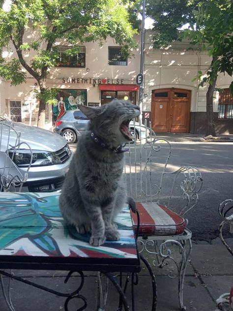 Street Cats, Cat In The Street, Street Cats Aesthetic, Bookstore Cats, Cats In Italy, Street Cat Photography, Bodega Cat, Cat Work, Street Cat Aesthetic Night