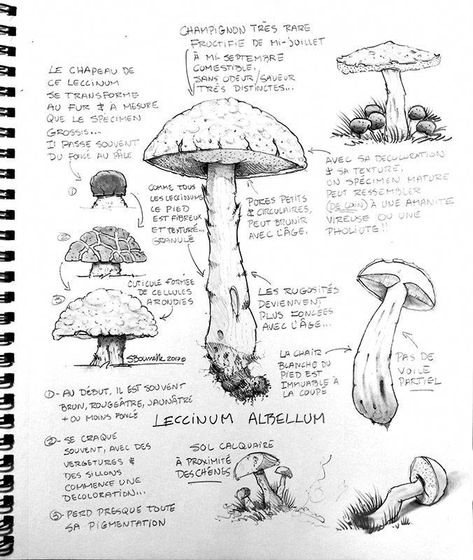 Biology Sketchbook, Sketching Mushrooms, Mushrooms Sketch, Mushroom Sketchbook, Mushroom Anatomy, Mushroom Sketch, Mushroom Journal, Mushroom Book, Croquis Sketch