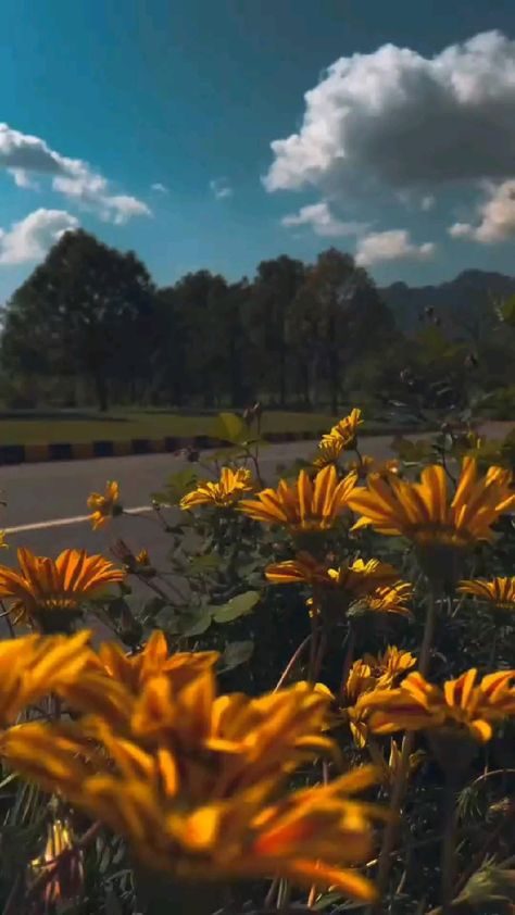 Beautiful Backgrounds For Editing, Flower Videos Nature, Flowers Background Video, Nature Videos For Status, Flowers Aesthetic Video, Background For Video Editing, Background Vedios, Asethic Videos, Aesthetic Background Video