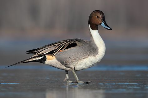 Duck Reference, Northern Pintail, Pintail Duck, Duck Duck, Bird Watcher, Duck Hunting, Zoology, Birdy, Beautiful Birds