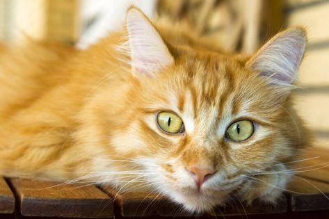 fun facts about Siberian cats _ red Siberian cat resting on a kitchen table Siberian Cat Orange, Cat Resting, Siberian Cats, Cute Cat Illustration, Cat Seat, Siberian Cat, Forest Cat, Cat Pictures, Red Cat