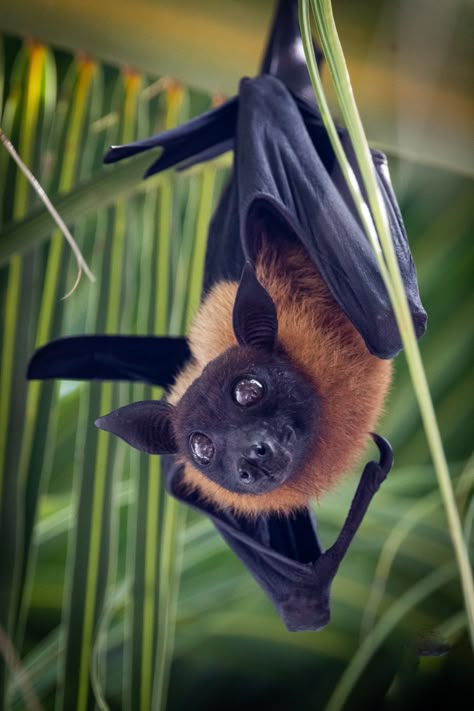 Flying Fox in the Maldives♥️ Fox Wallpaper Aesthetic, Fox Wallpapers, Bat Images, Bat Photos, Fox Bat, Fox Wallpaper, Regard Animal, Wallpaper Aesthetic Dark, Bat Species