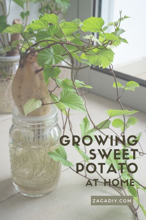 Grow Sweet Potatoes, Growing Sweet Potatoes, Herb Jar, Potato Vines, Purple Sweet Potatoes, Plastic Basket, Growing Potatoes, Self Watering, Lots Of Money