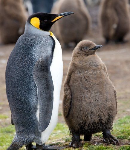 Penguin Pictures, King Penguin, Penguin Book, Emperor Penguin, Baby Penguins, Rare Animals, Cute Penguins, Sea Birds, Sweet Animals