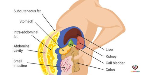 visual illustration of toxins stored in fat cells in body Food For Studying, Brain Food For Studying, Neck Muscle Anatomy, Toxin Cleanse, John Bosco, Body Toxins, Heavy Sweating, Detox Your Liver, Metabolism Boosting Foods