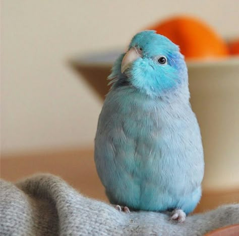 Budgies Parrot, Budgie Bird, Blue Parakeet, Parrot Pet, Birds Photography, British Birds, Funny Parrots, Parakeets, Funny Birds