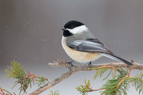 Black-capped Chickadee Chickadee Christmas Cards, Black Capped Chickadee Painting, Black Cap Chickadee Tattoo, Black Capped Chickadee Drawing, Black Capped Chickadee Tattoo, Black Cap Chickadee, Animals In Snow, Chickadee Photography, Chickadee Drawing