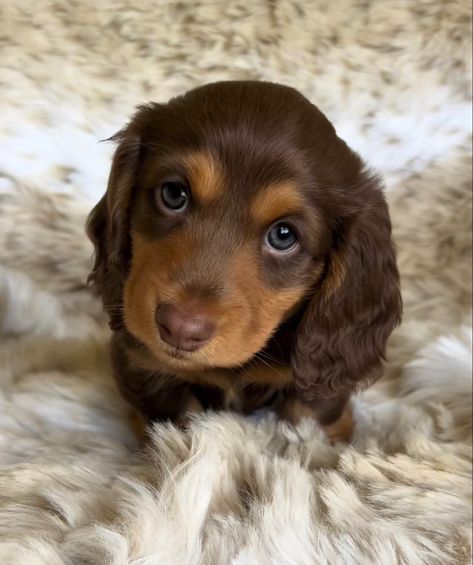 Dutchhounds Puppy, Daushands Puppies, Brown Weiner Dog, Dashund Dogs, Winner Dogs, Winnie Dogs, Brown Dachshund, Cute Small Dogs, Super Cute Dogs