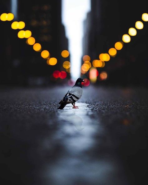 Depth Of Field Photography, Cute Pigeon, Focus Images, Bokeh Photography, Bokeh Lights, Black Background Images, Light Trails, Photography Challenge, World Photography