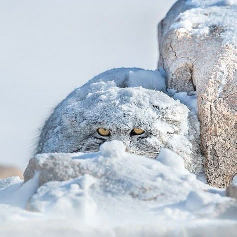 Pallas Cat Aesthetic, Pallas Cat Drawing, Palas Cat, Cat In Snow, Manul Cat, Pallas Cats, Wild Cat Species, Pallas Cat, Hybrid Cat