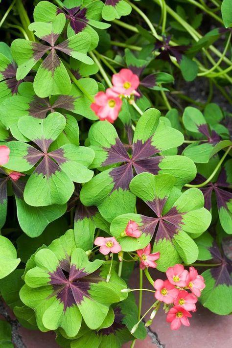 How to Plant and Grow Oxalis Oxalis Iron Cross, Strelitzia Plant, Chinese Money Tree, Flowers In Containers, Shamrock Plant, Birds Of Paradise Plant, Money Tree Plant, Pachira Aquatica, Home Jungle