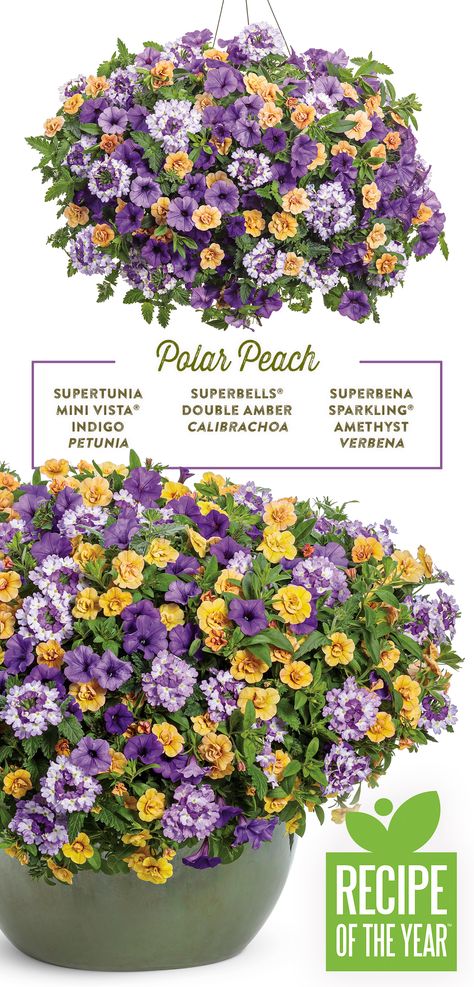 Ready to try something a bit different for your porch or patio this year? Switch things up by pairing amber colored Superbells with two of Proven Winners most popular purple blooms in this sun-loving combination for hanging baskets, upright containers and window boxes. As with all Superbena, Supertunia and Superbells, you won’t spend your whole summer picking off spent blooms from these self-cleaning beauties. They’ll bloom non-stop from planting into fall without deadheading a single flower. Flower Pot Combinations Container Plants, Proven Winners Hanging Baskets, Proven Winners Containers, Peach Combination, Outdoor Nook, Full Sun Container Plants, Patio Flower Pots, Planter Designs, Proven Winners Plants