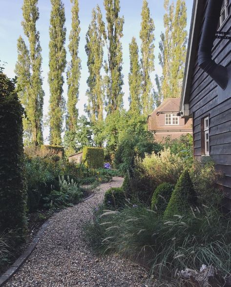 Lombardy poplar trees and pennisetum with buxus Hornbeam Tree Landscape, White Poplar Tree, Lombardy Poplar Tree, Helmond Pillar Barberry, Columnar Beech Tree, Lombardy Poplar, Poplar Tree, English Cottage Garden, English Cottage