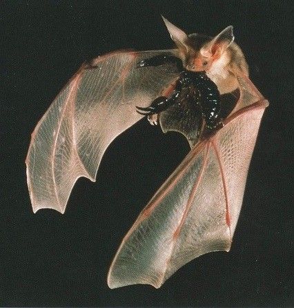 Barty Crouch, Barty Crouch Jr, At Night, Bat, Tumblr