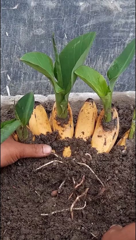 Good techniques for grafting banana trees in fast growing small pot#growing #planting #flowerplant #anthurium #plantingroots #roses #roseplant | Ko Thar | Ko Thar · Original audio Propogating Plants, Grow Banana Tree, Fruit Trees In Containers, Potted Fruit Trees, How To Grow Bananas, Banana Trees, Grafting Plants, Growing Fruit Trees, Front Yard Landscaping Diy