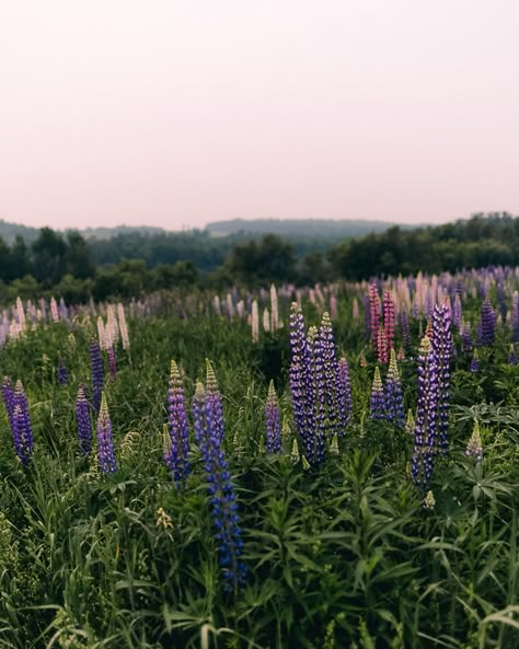 💜 It’s almost lupine season here in northern Maine. We’ve been on the lookout in some of our usual spots, but haven’t seen any yet this year. Here are a few shots from a lupine field in Presque Isle last year. If you see any lupines popping up in the County, let us know where 😍. #lupine #lupines #maine #visitaroostook #visitmaine #naturelovers #wildflowers #natureisbeautiful #mainenature #lupineseason Presque Isle Maine, Lupin Field, Lupine Field, Lupine Flowers, Northern Maine, Visit Maine, Painting Reference, Presque Isle, Flower Gardens