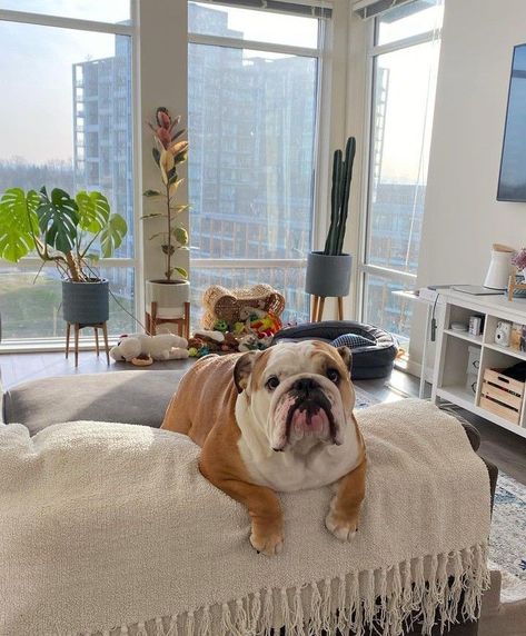 English Bulldog Aesthetic, Bulldog Aesthetic, Bulldog Pics, Cute Bulldogs, English Bulldog Puppies, Cute Animals Puppies, Cute Animals Images, Baby Puppies, Cute Cats And Dogs