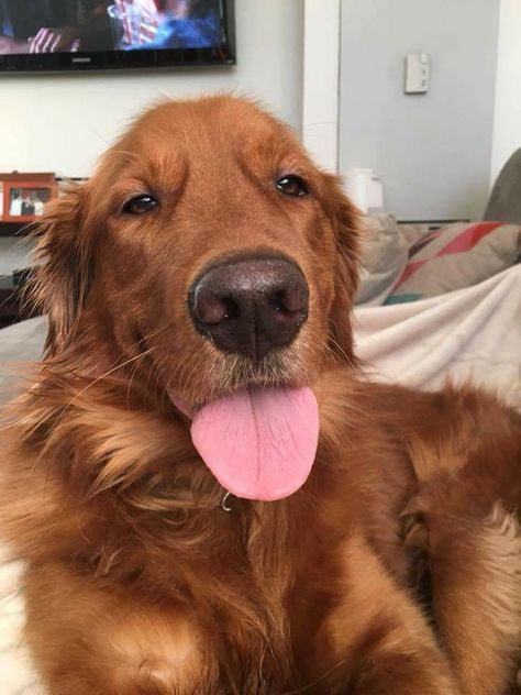 Auburn Golden Retriever, Ginger Golden Retriever, Ginger Dogs, Red Golden Retriever Puppy, Red Retriever, Red Golden Retriever, Psychiatric Service Dog, Dog Advice, Dream Dog