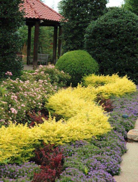 Bordering Plants, Ligustrum Sunshine, Ligustrum Hedge, Patio Greenery, Sunshine Ligustrum, Privet Hedge, Front Landscaping, Garden Shrubs, Chelsea Flower Show