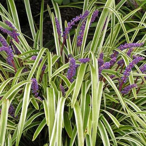 Amazon.com : Outsidepride Monkey Grass Seeds - 50 seeds : Grass Plants : Garden & Outdoor Flax Lily, Garden Retreat Ideas, Variegated Liriope, Lily Turf, Monkey Grass, Liriope Muscari, Front Landscape, Artificial Grass Wall, Edging Plants