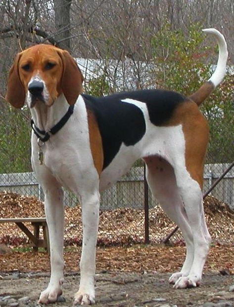 American English Coonhound, Fox Hounds, Walker Hound, Coon Hunting, Foxhound Dog, Fox Hound, English Coonhound, Beagle Dogs, Walker Coonhound