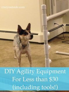 Dog Agility Diy, Dog Agility Course Diy, Dog Agility Course, Agility Training For Dogs, Dog Playground, Family Dog, Dog Agility, Dog Activities, Diy Dog