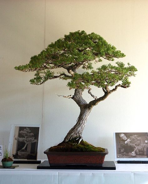 Cypress Bonsai Trees, Bonsai Trees Aesthetic, Bonsai Tree Aesthetic, Banzai Tree, Bonzi Trees, Large Bonsai Tree, Cypress Bonsai, Bonsai Collection, Japanese Bonsai Tree