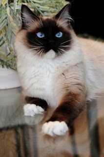 Mitted Ragdoll, Himalayan Cat, Ragdoll Kitten, Ragdoll Cat, Domestic Cat, Cat Care, Siamese Cats, Beautiful Cat, Pretty Cats