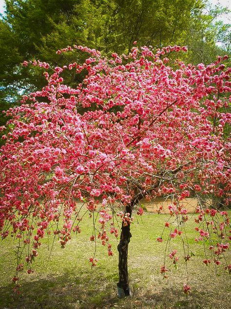 Peach Trees For Sale | Buy Peach Trees Online | The Tree Center Peach Blossom Tree, Spring Flowering Trees, Cascade Falls, Peach Tree, Peach Trees, Pink Trees, Yard Design, Perfect Plants, Blossom Trees