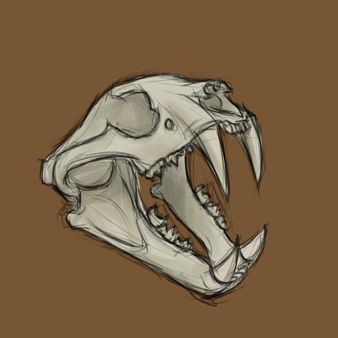 Here is my drawing of tiger skull made digitaly. Drawing Of Tiger, Animal Skull Drawing, Skull Drawing Sketches, Bone Drawing, Tiger Skull, Skull Sketch, Skeleton Drawings, Animal Skeletons, Skulls Drawing