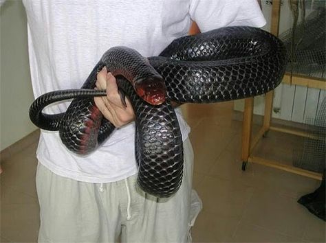 Big eastern indigo snake Eastern Indigo Snake, Indigo Snake, Big Snake, Hognose Snake, Danger Noodles, Cool Snakes, Pretty Snakes, Super Snake, Reptile Terrarium