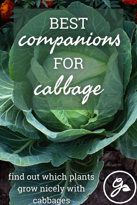 Companion planting has numerous benefits, such as creating diversity in the garden. Read on to learn about cabbage companions. #cabbage #vegetablegarden #companionplants Cabbage Garden Ideas, How To Plant Cabbage, Companion Plants For Cabbage, Planting Cabbage Plants, Growing Cabbage Plants, Cabbage Landscaping, Cabbage Companion Plants, Cabbage Companion Planting, How To Grow Cabbage