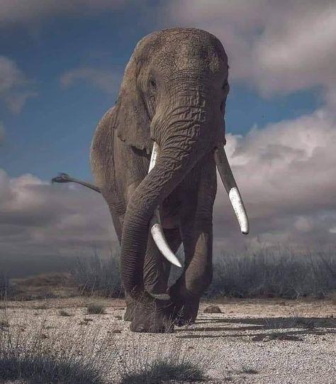 Back To Nature on Twitter: "Majestic 🐘… " Bull Elephant, Elephants Photos, Save The Elephants, Elephant Love, Majestic Animals, African Wildlife, African Elephant, An Elephant, Wildlife Animals