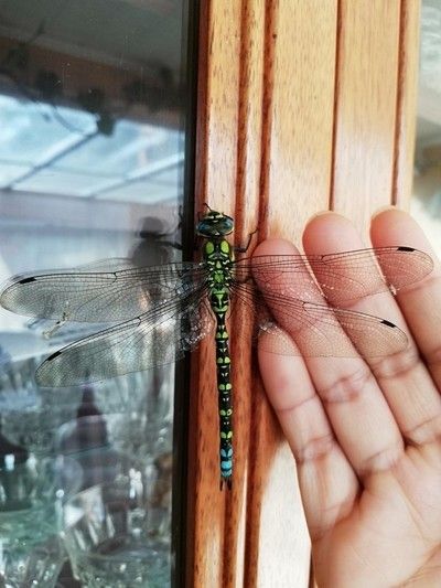 Green Dragonfly by Cathy2086 Green Dragonfly Tattoo, Purple Dragonfly Tattoo, Purple Dragonfly, Animals To Draw, Green Dragonfly, Dragonfly Tattoo, Inspiration Images, Piercings And Tattoos, Aesthetic Inspiration