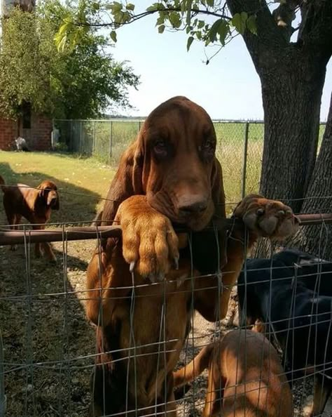 Red Bloodhound, Bloodhound Aesthetic, Blood Hound Dog, Blood Hounds, Blood Hound, Bloodhound Puppies, Beagle Dogs, Bloodhound Dogs, Hound Breeds