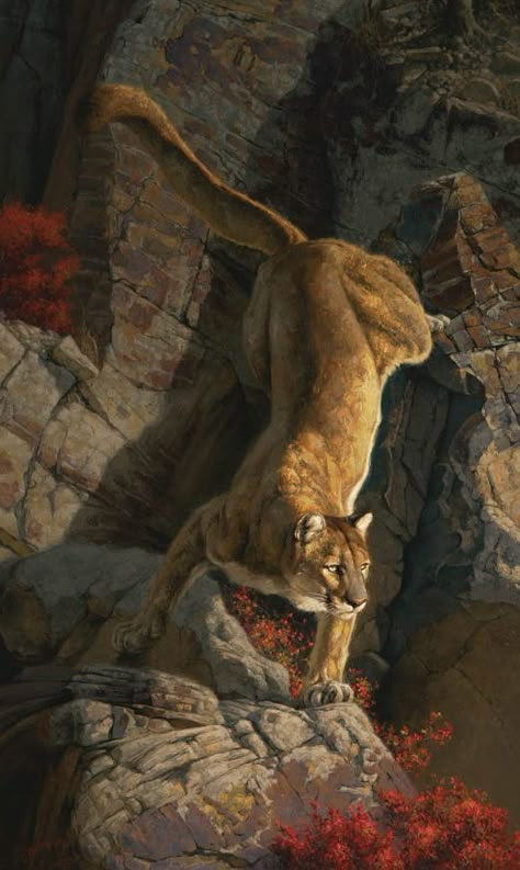 North American Wildlife Art, Greg Beecham, Cougar Art, North American Wildlife, Hunting Art, Cat Art Illustration, Big Cats Art, Wildlife Paintings, Art Magazine