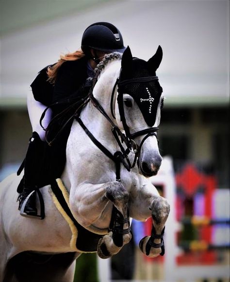 Show Jumping Aesthetic, Horses Show Jumping, Horsey Life, Horse Riding Aesthetic, Jumping Horse, Horse Riding Outfit, Show Jumping Horses, Equestrian Aesthetic, Cute Horse Pictures