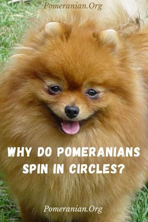 why Do Pomeranians Spin In Circles Pomeranian Puppy Haircut, Pomeranian Puppy Training, Pomeranian Puppies For Free, Pomeranian Rescue, Two Pomeranians, Pomeranian Training, Pomeranian Types, Pomeranian Haircut, Pomeranian Full Grown