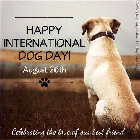 Happy International Dog Day! Best Friend Meme, Happy National Dog Day, International Dog Day, National Dog Day, Best Friend Day, Dog Day, Dog Wallpaper, August 26, Dog Boarding