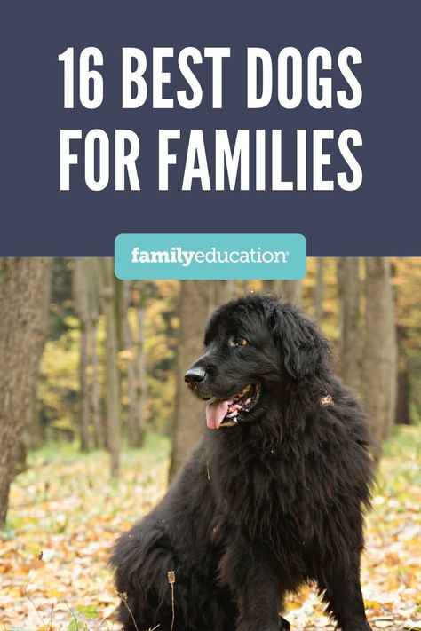 Our guide to the 16 best dog breeds for children and families. Learn everything about their care, temperament, energy levels and size, with recommendations from vets. Largest Dog Breeds, Best Family Dog, Best Family Dogs, Best Family Dog Breeds, Dogs For Kids, Best Dogs For Kids, Bear Dog Breed, Family Dogs Breeds, Types Of Dogs Breeds