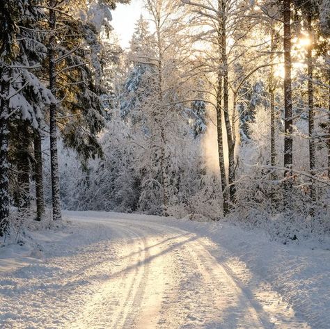 ‪🌌MDZ Lady's Creations🌌‬ ‪www.mdzladycreations.com‬ ‪#mdzladycreations#giftbasket#giftbag#perfectgift#highway#toad#snow#warm#hot#freezing#snowy#weather#plans#ideas#decisions#flakes#fall#another#year#peace#joy#happiness#inspiration#motivation#encouragement#n#night#2020#happy#new#year#‬ Fruits Cake, Snow Quotes, Snowy Weather, Winter Quotes, Country Christmas Decorations, Snowy Forest, Environment Day, World Environment Day, Forest Road