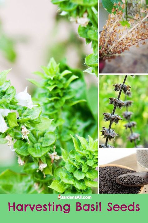 Harvesting basil seeds - basil buds showing various stages of growth Harvest Basil, Harvesting Basil, Edible Gardening, Basil Seeds, Basil Plant, Culinary Herbs, Edible Landscaping, Self Reliance, Edible Garden