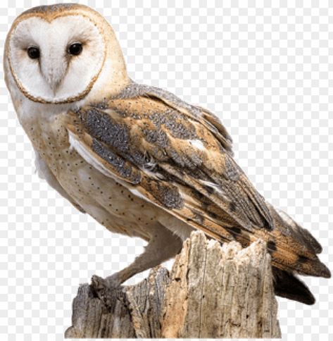 Ovo Owl, Background Png Images, Owl Png, Owl Images, Clear Background, Barn Owl, Cute Owl, Background Png, Photo L