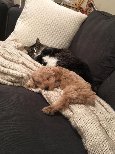 Cat attempting to bond with new little brother Puppy And Kitten Aesthetic, Kitten And Dog, Puppy And Cat, Puppy And Kitten, Family Dog, Cat And Dog, Fluffy Animals, Little Brother, Cat Aesthetic