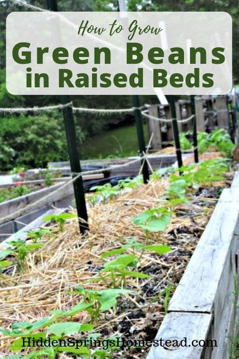 Planting Green Beans, Grow Green Beans, Growing Green Beans, Plant Products, Homestead Gardening, Garden Raised Beds, Easy Vegetables To Grow, Vegetable Garden Raised Beds, Raised Bed Gardening